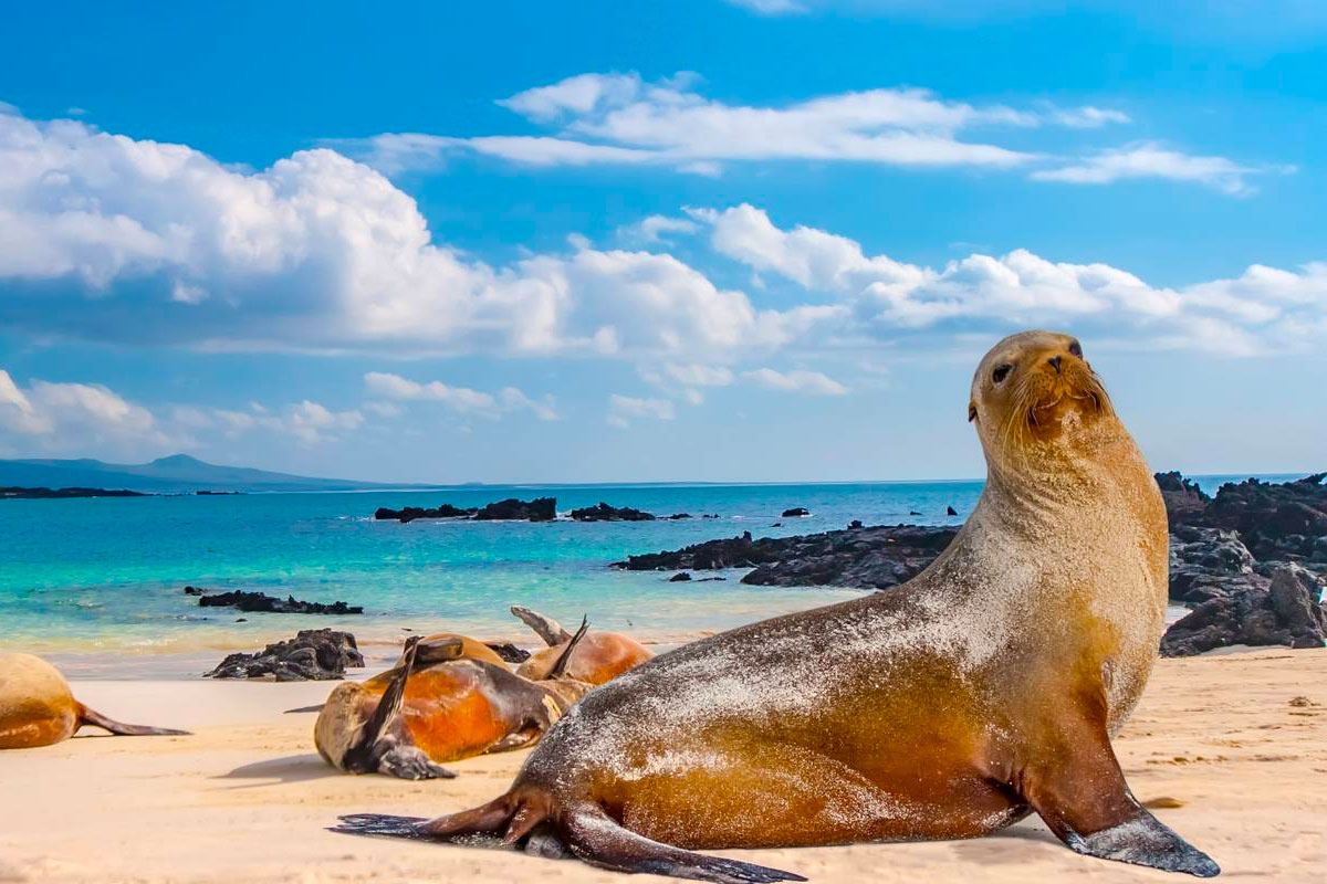 Galápagos